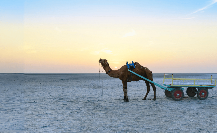 Rann Of Kutch